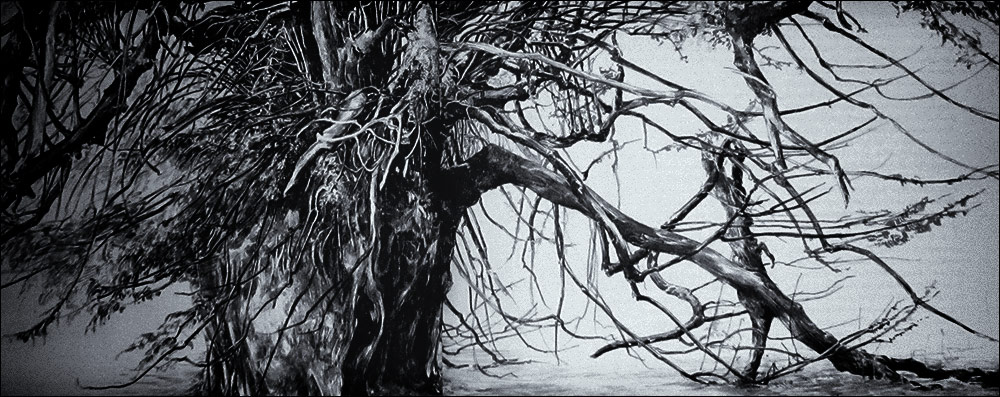 The Anckerwyke Yew